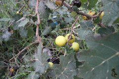 Solanum viarum